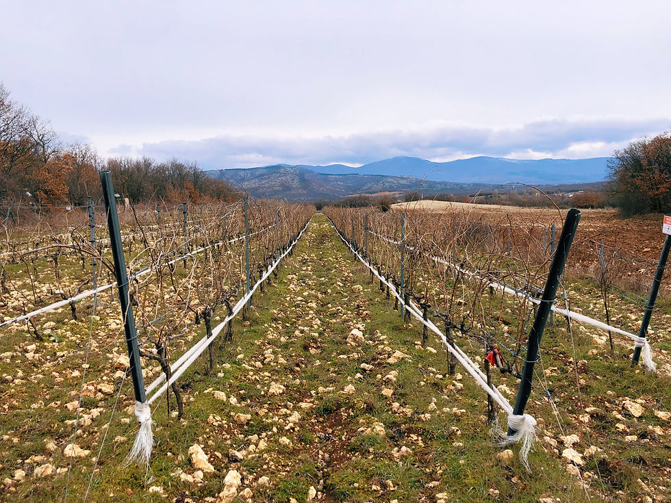 Trakya or the Thrace Wine Route - visiting Chamlija winery's vineyards in Kirklareli, Turkey.