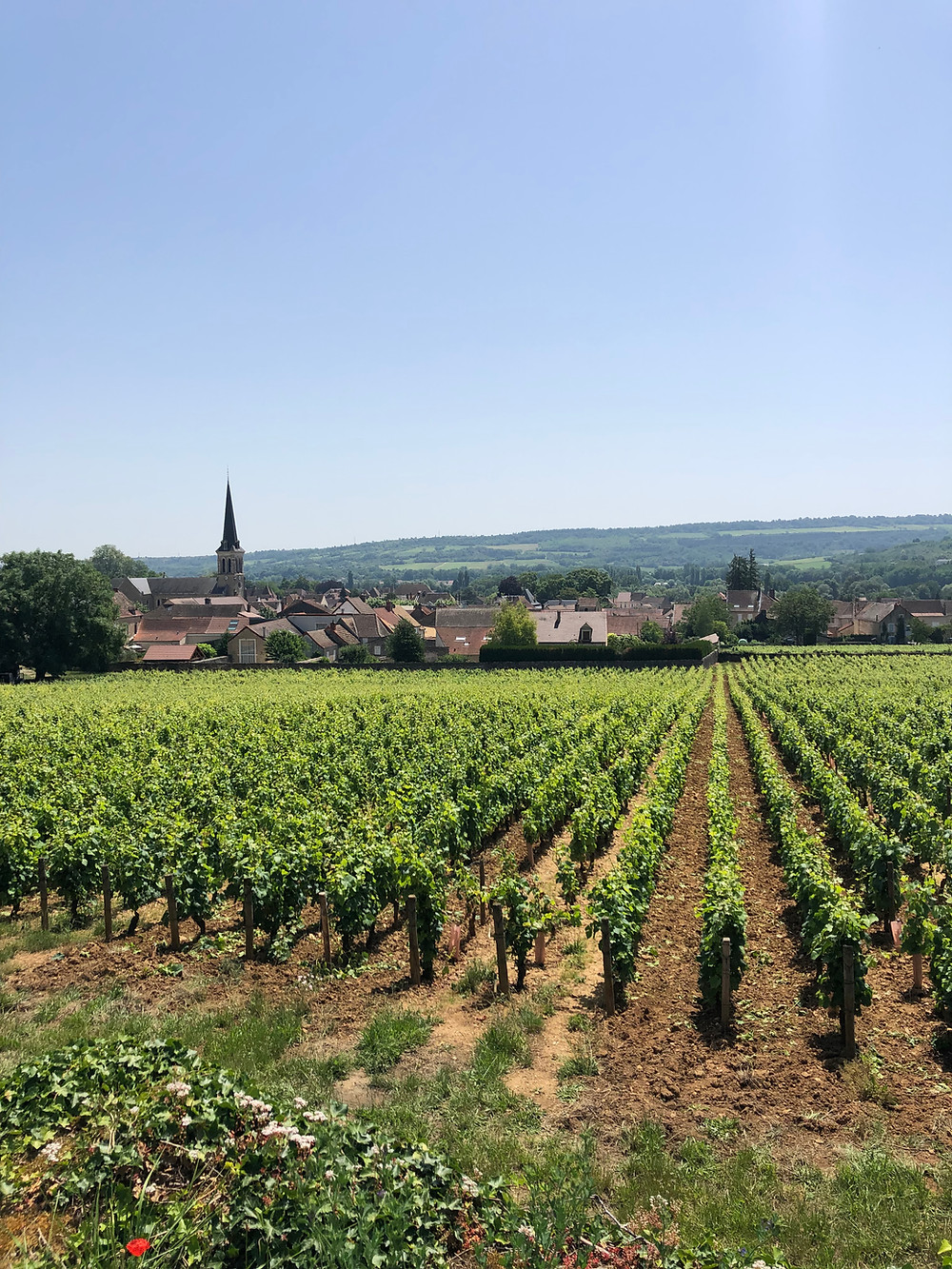 Santenay Pinot Noir vineyards in Burgundy in Cote de Beaune