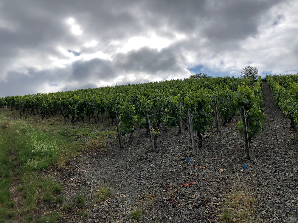 storm in the vineyards of Pouilly-Fuisse in Burgundy in the Maconnais region