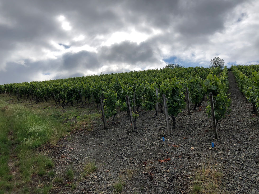 storm in the vineyards of Pouilly-Fuisse in Burgundy in the Maconnais region