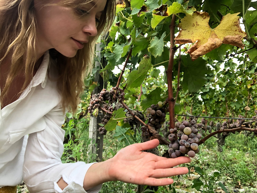 Noble rot Semillon grapes in Sauternes in a vineyard before harvest in October during a wine study trip