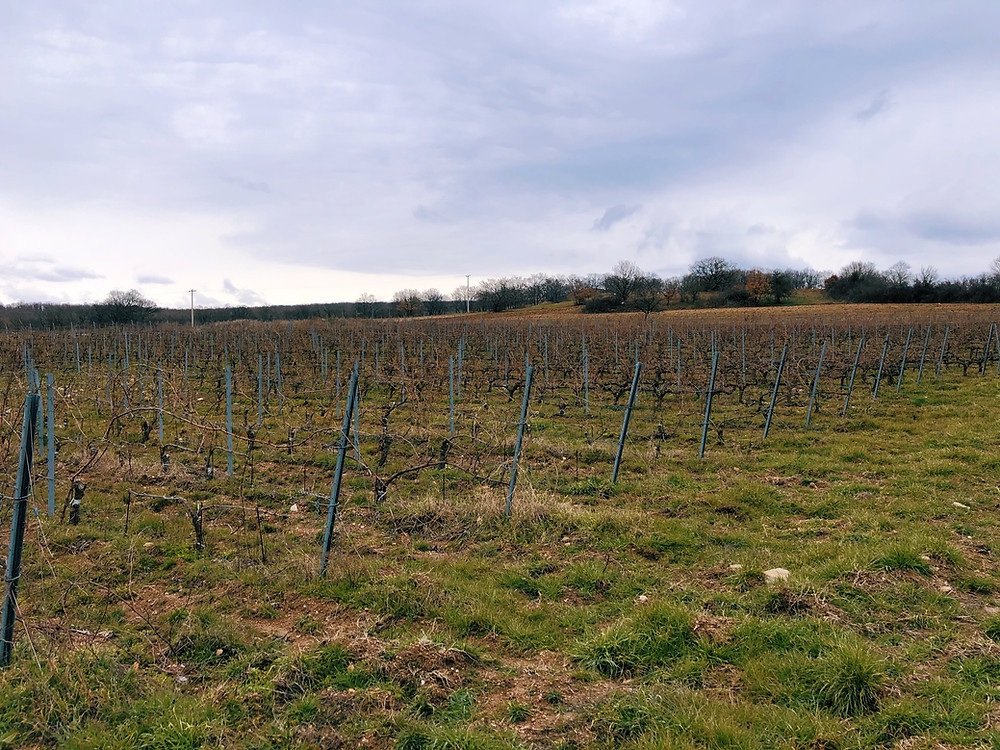 Narince vineyard of Chamlija in Kirklareli on the Thracian wine route in Turkey