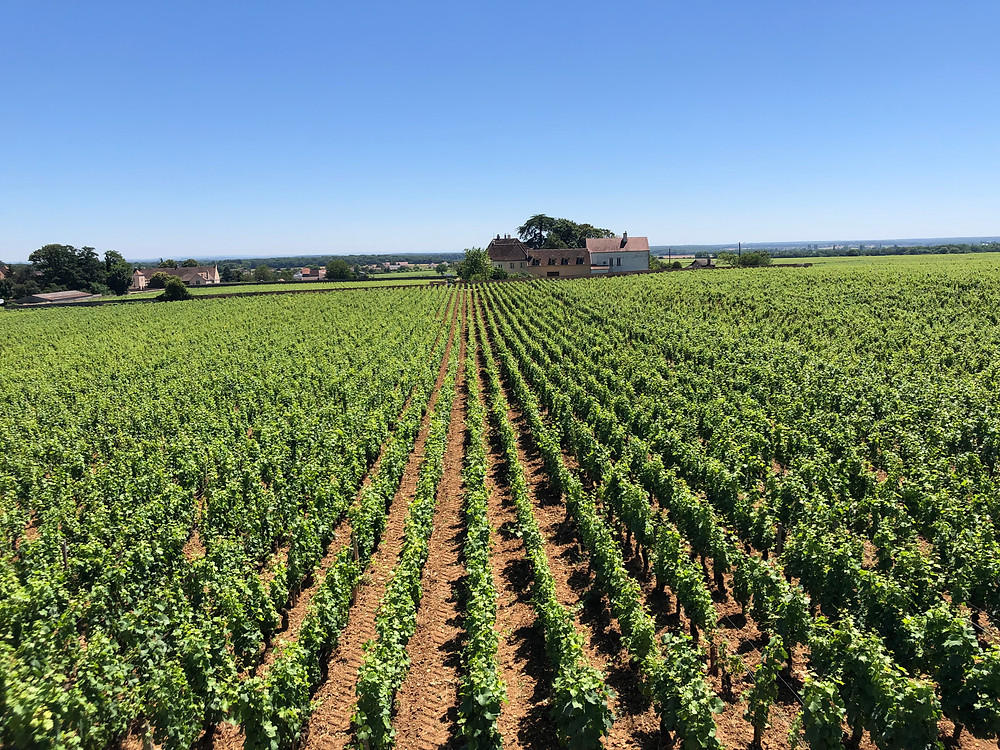 Gevrey-Chambertin winery visit and wine study trip to Burgundy