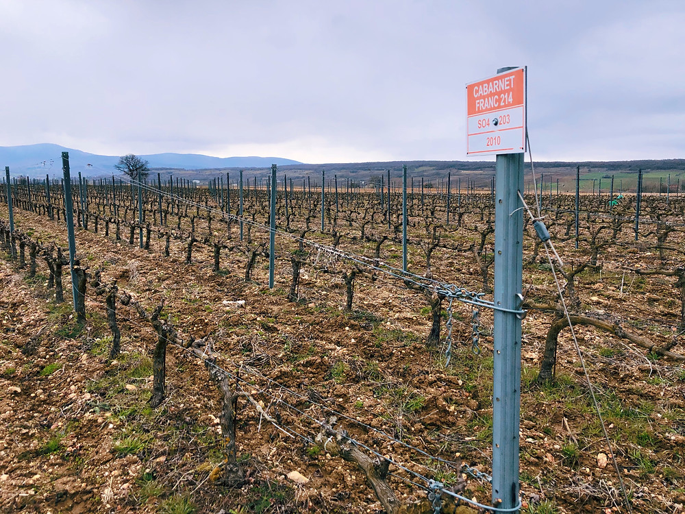 Cabernet Franc Chamlija vineyard photo from a winery trip in Turkey