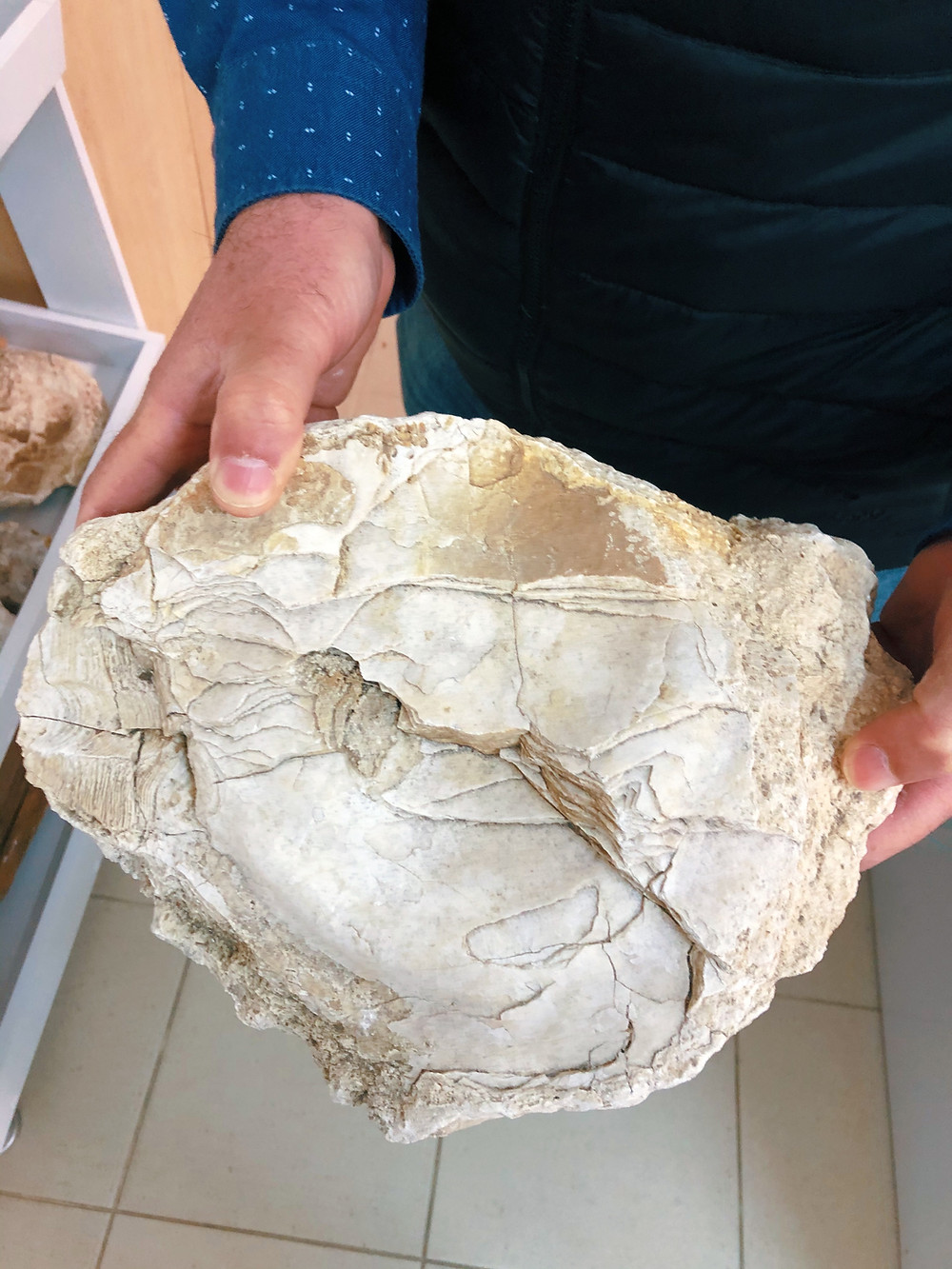 Fossilized oysters found in Trakya Turkey on Chamlija's vineyards during a wine tasting tour
