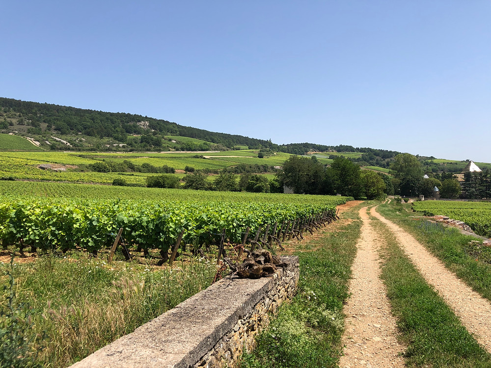 Vineyards in Santenay with Pinot Noir vines