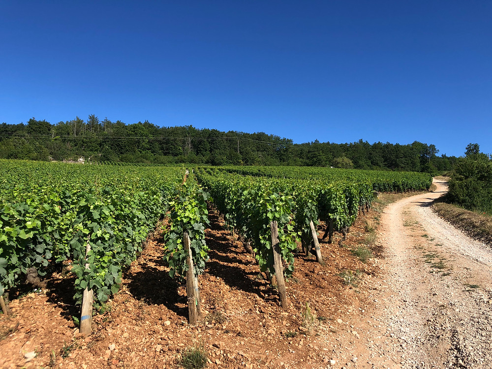 walking in the vineyards of Vosne-Romanee during my Burgundy wine study trip