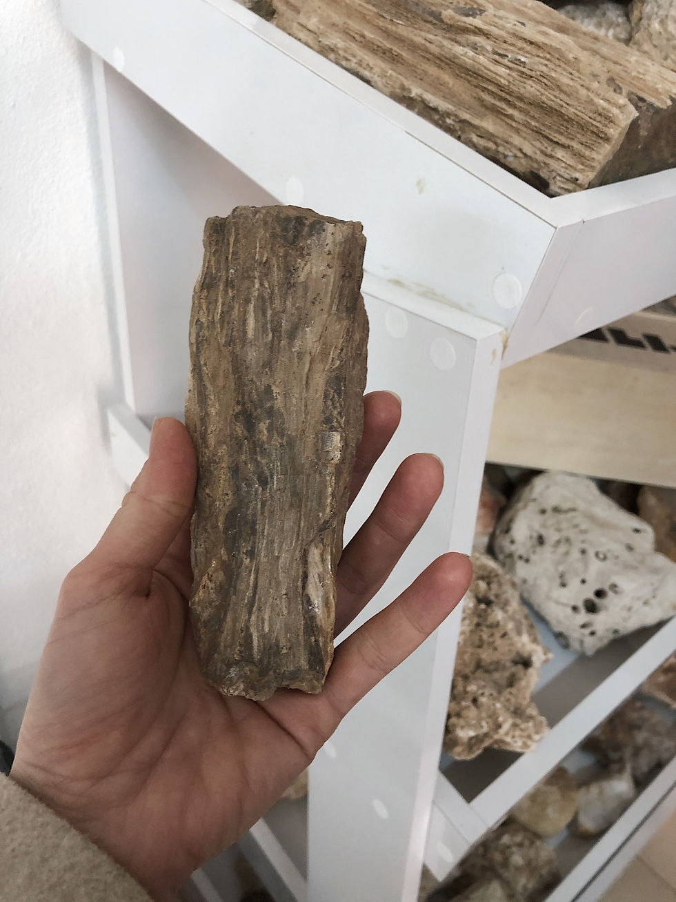 Petrified trees found in Turkey in Trakya on the Thracian wine route during a wine tasting visit to Chamlija winery