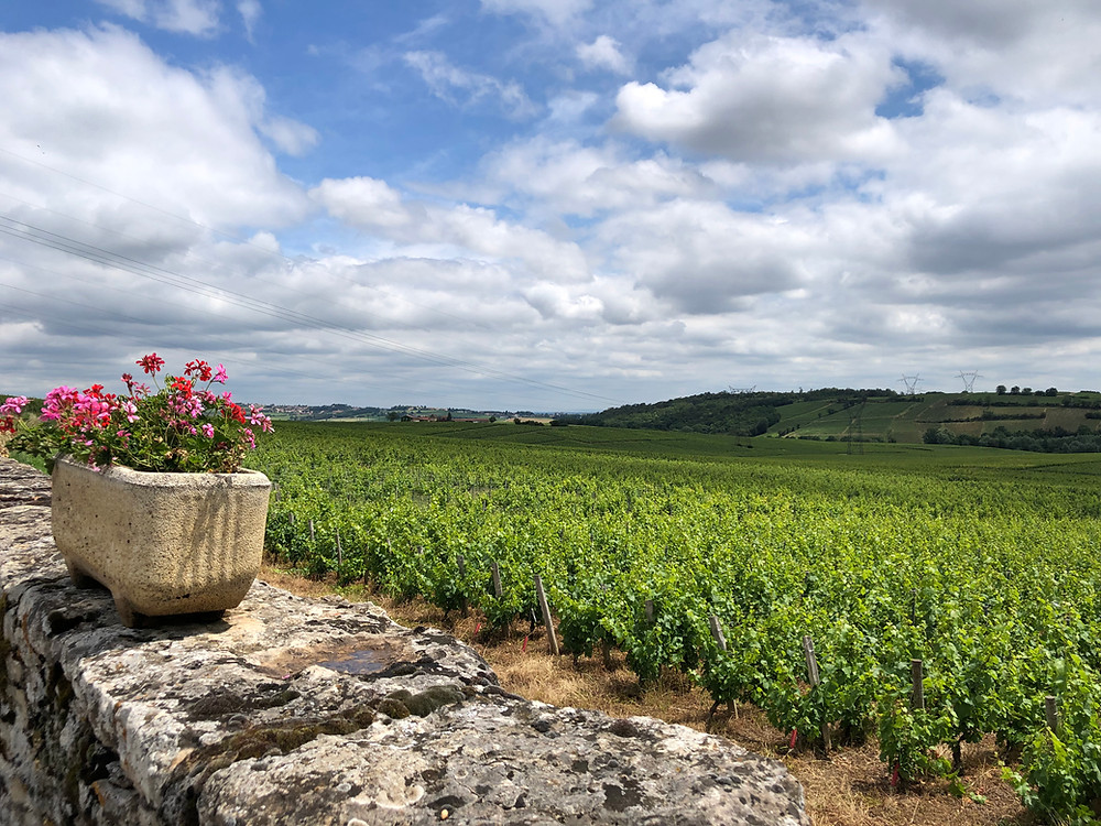 Chardonnay vineyards in Pouilly-Fuisse AOC in Burgundy during a winery visit