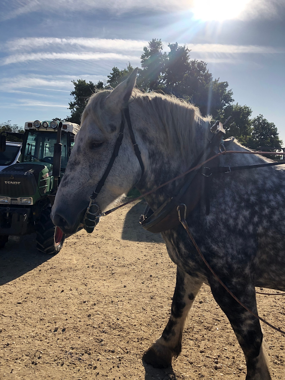 horses in biodynamic farming on a vineyard in Bordeaux Cotes de Francs on a wine tour at Chateau Le Puy