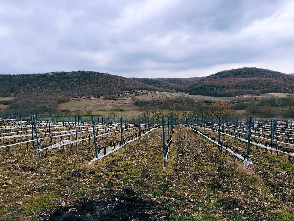 winery visit and tasting Turkish wines on the Thracian wine route at Chamlija winery
