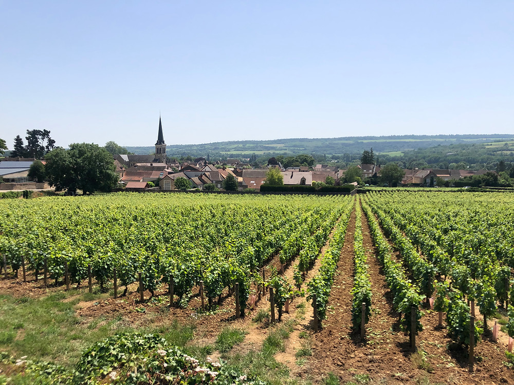 A view over Santenay's Pinot Noir vineyards during my Burgundy wine study trip