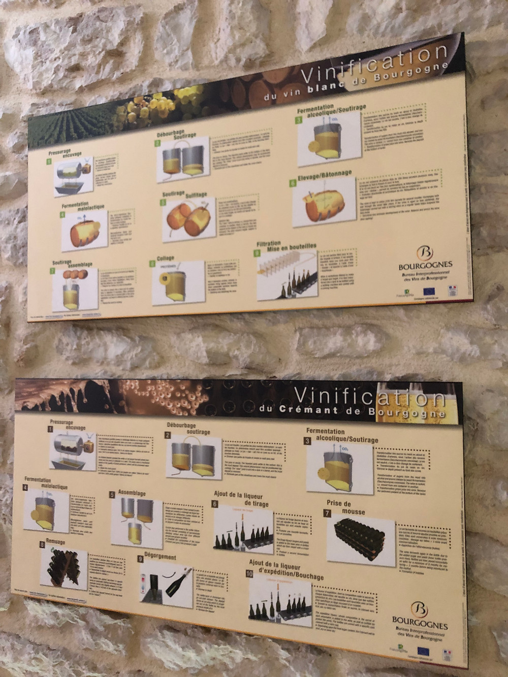 how to make white Burgundy wine - a step by step guide of white Bourgogne winemaking
