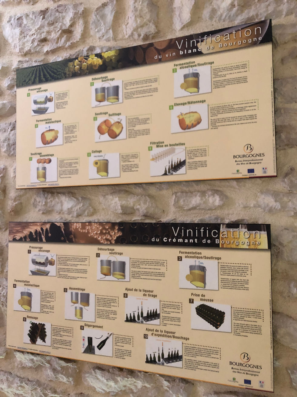 how to make white Burgundy wine - a step by step guide of white Bourgogne winemaking