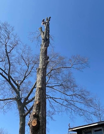 arborist-climbing-tree