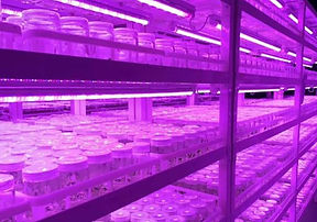 grow light - 35.jpg
