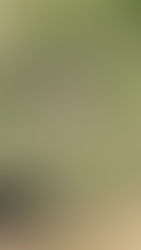 June 7 Livestream