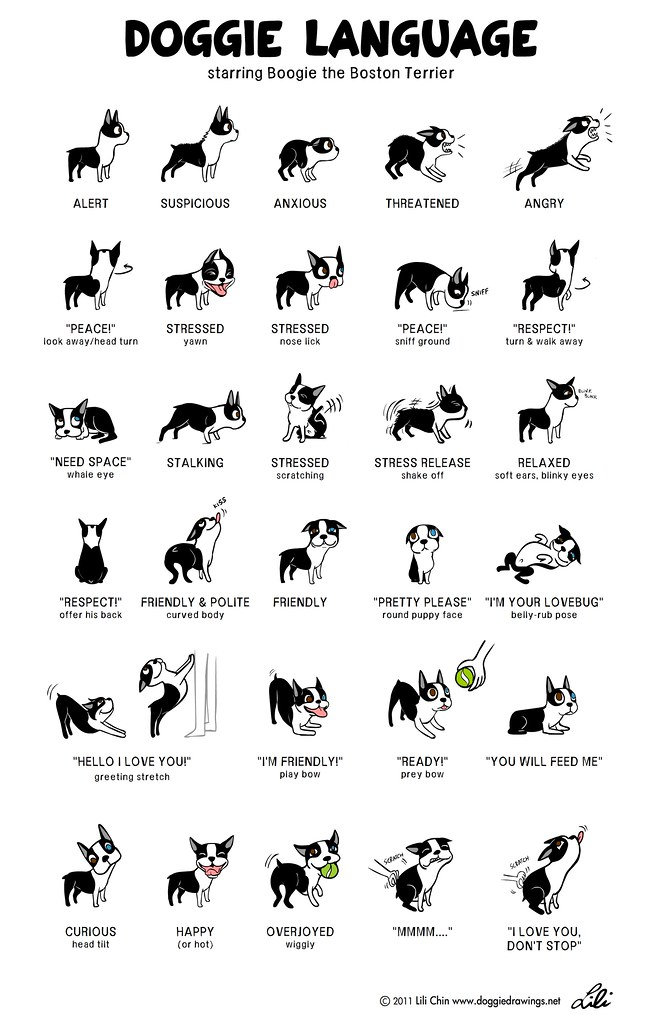 Doggie Language.jpeg