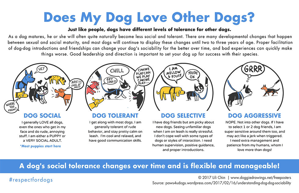 DoesMyDogLoveOtherDogs-LiliChin-revised.jpeg