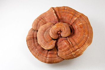 reishi and products