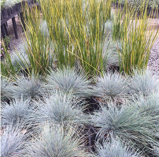 Grasses