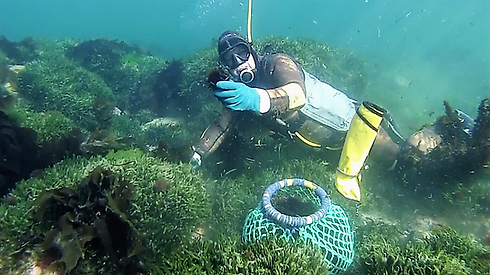 Harvesting Port Philip Bay Sea Urchin.png
