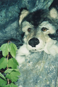 Wolf Woods - Zoo Ball set -wolf pup