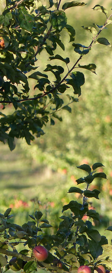 apple orchard in yorkshire