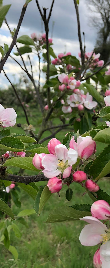 apple blossom in yorkshire orchard