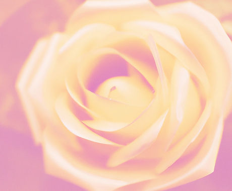 Rose Light Bloom