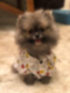 94864739_2776504765806262_4989992845302562816_n