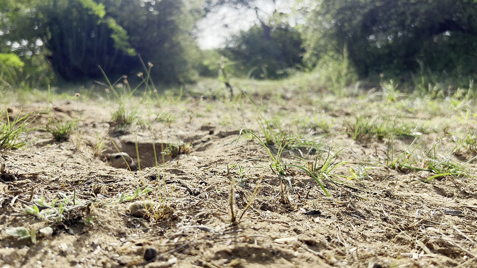 IMG_3460.mov
