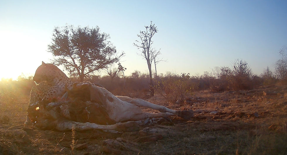 Spotted wild cat with prey at sunrise
