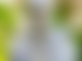 Rector’s Reflection: More Than the Grasses in the Field, October 7 2023