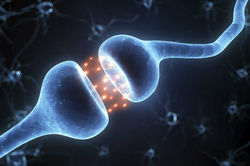 Infusiones para el sistema nervioso