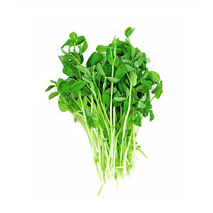Dun Pea Microgreens