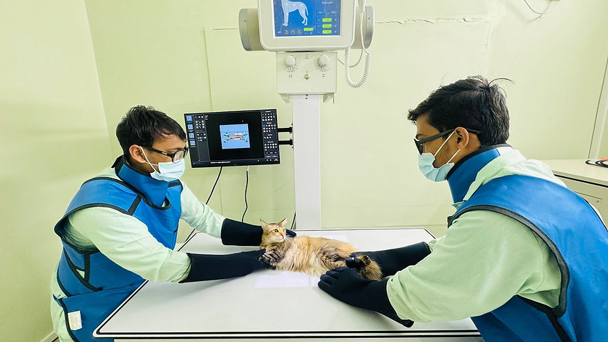 Vets taking a digital X-ray of a cat at Furmillion Veterinary Clinic, Mohammadpur, Dhaka