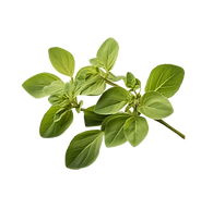 Oregano that has been dried -13.png