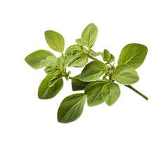 Oregano that has been dried -13.png