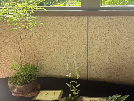 草もの盆栽展を開催しました。