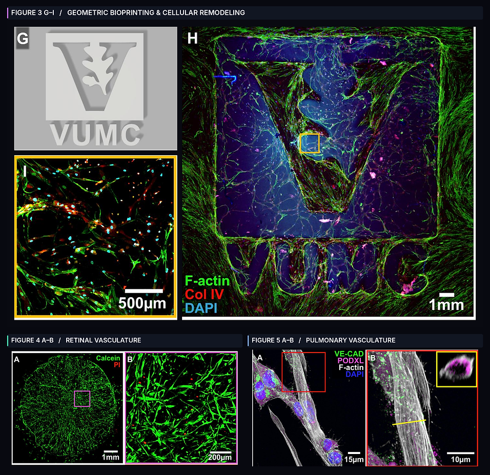 4D_Bioprinting_All_Figures_Collage.png