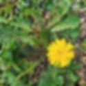 A yellow dandelion flower and green leaves growing in the soil