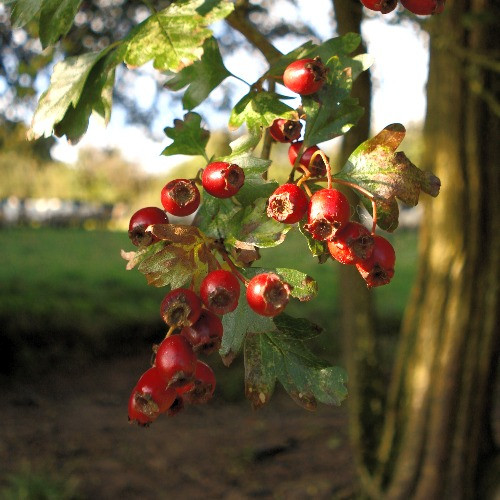 Herb Courses Herbal Medicine Courses HB Healthy