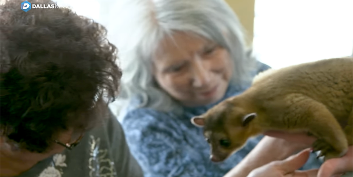Kangaroo, Lemur, Other Exotic Animals Pay Visit to Frisco Seniors