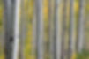 Birkenwald