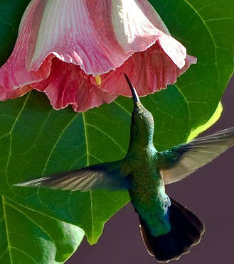Nature Moving Women Jade Sherer soul