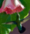 Nature Moving Women Jade Sherer soul