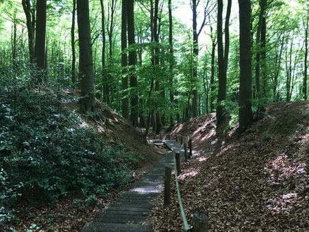 De Polyvagaaltheorie eenvoudig uitgelegd