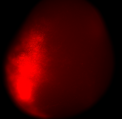 COA38 D-132 3.14_edited.png