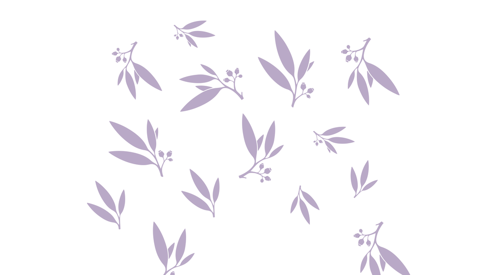 Eucalyptus leaves illustration 